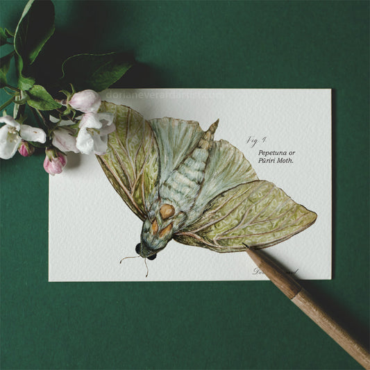 Pūriri Moth - Mini Print