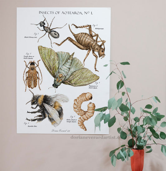 Insects of Aotearoa No 1 - Fine Art Print